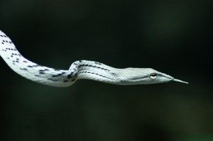 Photo of snake seen while trekking in Khao Yai National Park