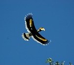 Photo of bird when trekking in Khao Yai National Park