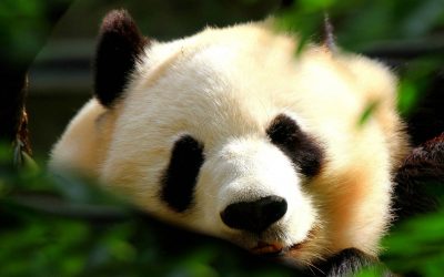 Panda Mania in Asia