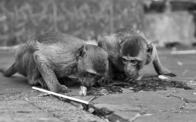 Lopburi Monkeys Get World’s First Hospital for Primates
