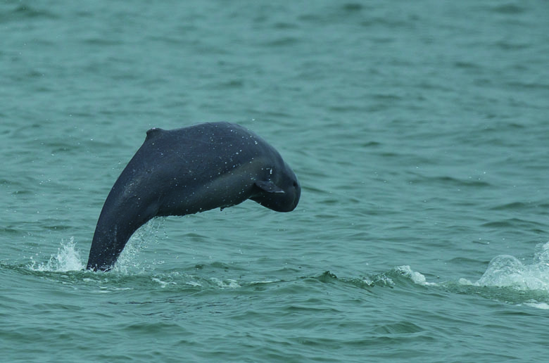Irrrawaddy dolphin